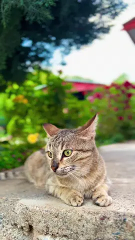 🐈💚#mahok♍️💙 #darbotk #foryoupage #active #feypシ 