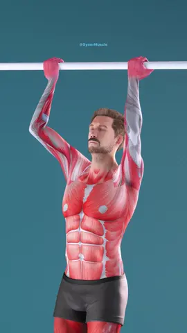 Learn how to do your first underhand pull-up the right way. ✅ Activate the right muscles ✅ No swinging ✅ Pull smarter, not harder Save this and tag a friend who needs this 💪 Join the #SynerMuscle Challenge today. #reelsvideoシ #explore #FitnessMotivation #rightandwrong #workout #viral #SynerMuscle #fyp