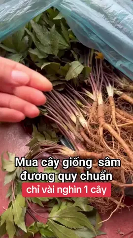 có bảo hành nha