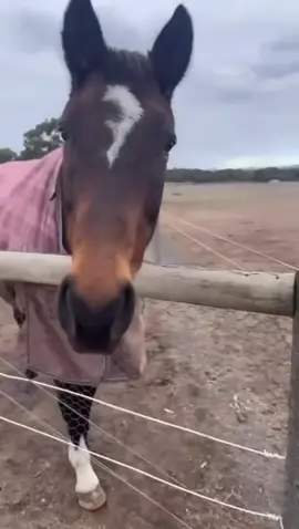 Eddie Van Haylen  #rock #rockmusic #horse #fields #Outdoors #activity #horserider #rockandroll #shredding #guitartok #guitar #guitarist #fyp #foryou 