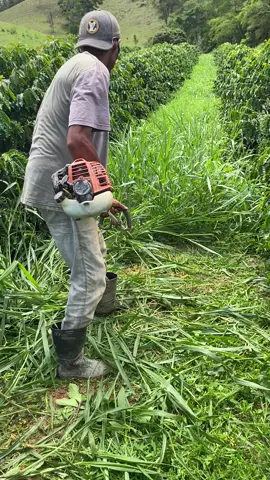 #agro #fyp #fyppppppppp #🍃❤️🍃❤️🍃❤️🍃 #fyp🍃🌾🚜🇧🇷 