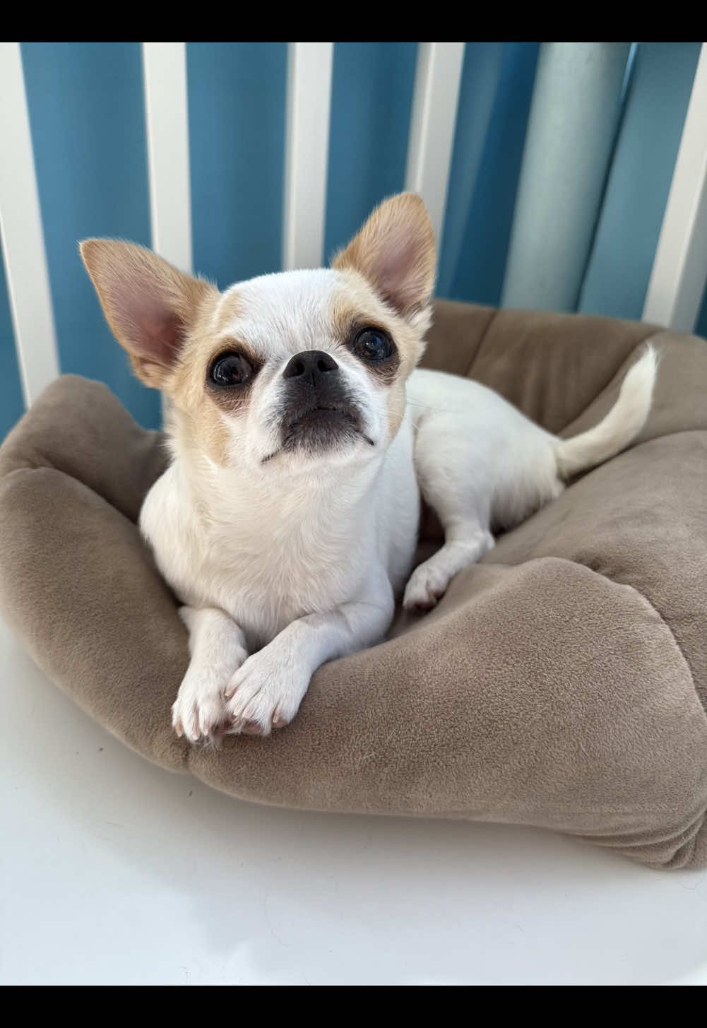 Goose f@t shames me every day 😔 #fyp #foryou #foryoupage #chihuahua #chihuahuas #chihuahuastiktok #dog #dogs #dogsoftiktok #pup #pups #pupsoftiktok #puppy #puppies #puppiesoftiktok #dogdaycare #doggydaycare 