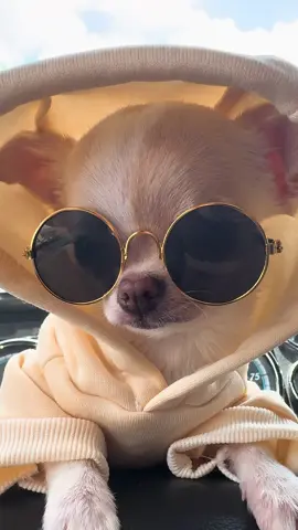 #model #modeling #cute #chihuahua #freightliner #truck #trucksoftiktok #chihuahuastiktok #chihuahuas #puppy #pet #dog 