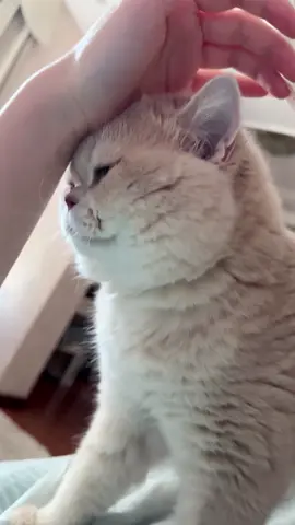 My baby😊.#kitten #cat 