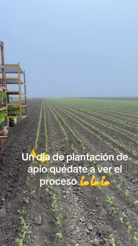 #apio #california #campo #salinasca #ca #apio 