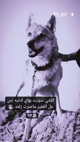 #ملعثم_بداخانهه_وتبجي_مشريط_.  .  .  . #_عبارات #مشاهدات #متنوعه  #استوريات #كاطع المياحي. 