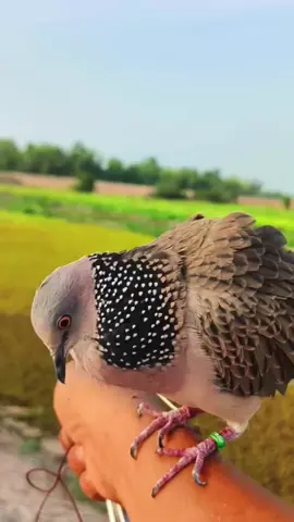 #cugayindo #bird #duongchelsea68 #cugaymalaysia #cugay #gaccu #baycugay 