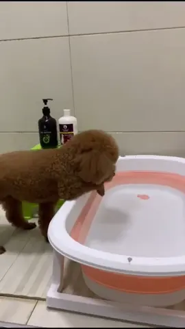 #cunyeu #fyp #dog #cute #pet #thucung #poodle #bunquystoc  #kỷ niệm xưa 