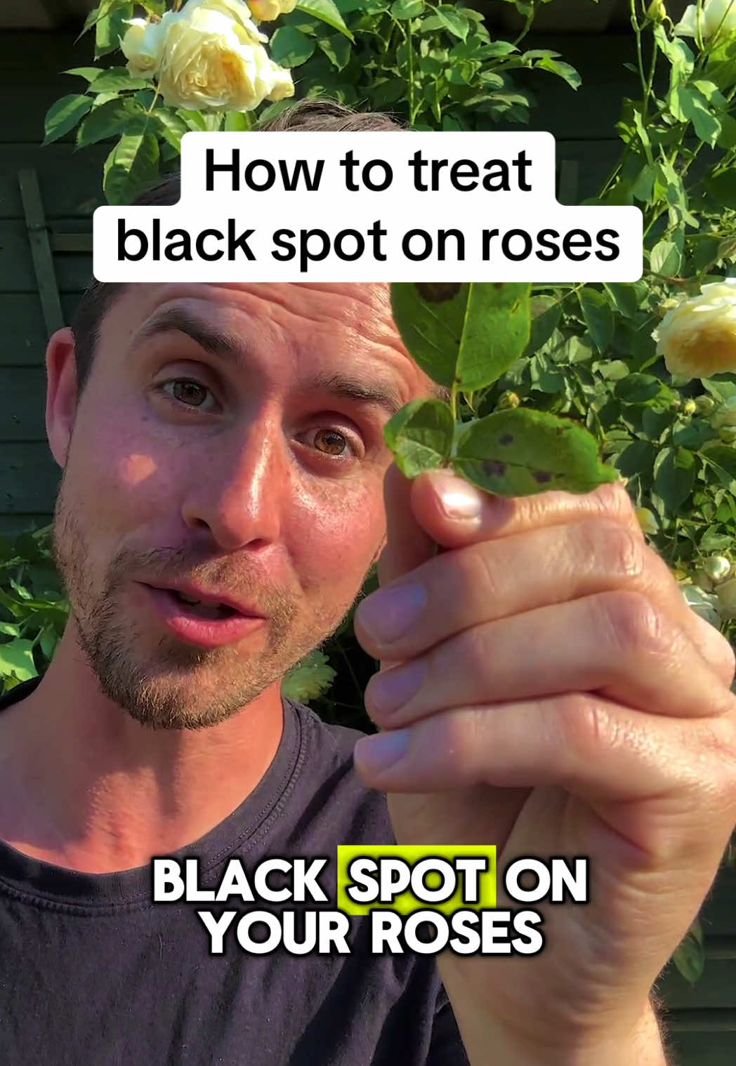 How to deal with black spot on your roses. The most serious disease for roses, with Black spots on your leaves which look unslightly, will turn yellow and likely fall off. The best thing you can do is to pick them off. Remove any affected leaves as they carry the black spot fungus. If you're doing this with a pair of secateurs remember to give them a good clean after to stop the spread - or you can pull in the opposite direction to the growth to easily remove them by hand. If you see leaves on the floor, pick them up. Anything that you pick up or pick off needs to be destroyed, don't put it in your compost heap. To reduce the likely hood or your roses getting black spot again do the following: Pruning at the right time, in an open bowl shape to an outward facing bud to reduce the chances of mould, mildew and black spot taking hold. Water deeply so the plant doesn't get stressed. Mulch to around 3inches, locking in water and suppressing weeds.