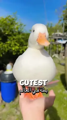 #CapCut #فلوقر_فارس #قصص_حقيقيه #تعلم_على_التيك_توك #قصص_واقعيه #duck 