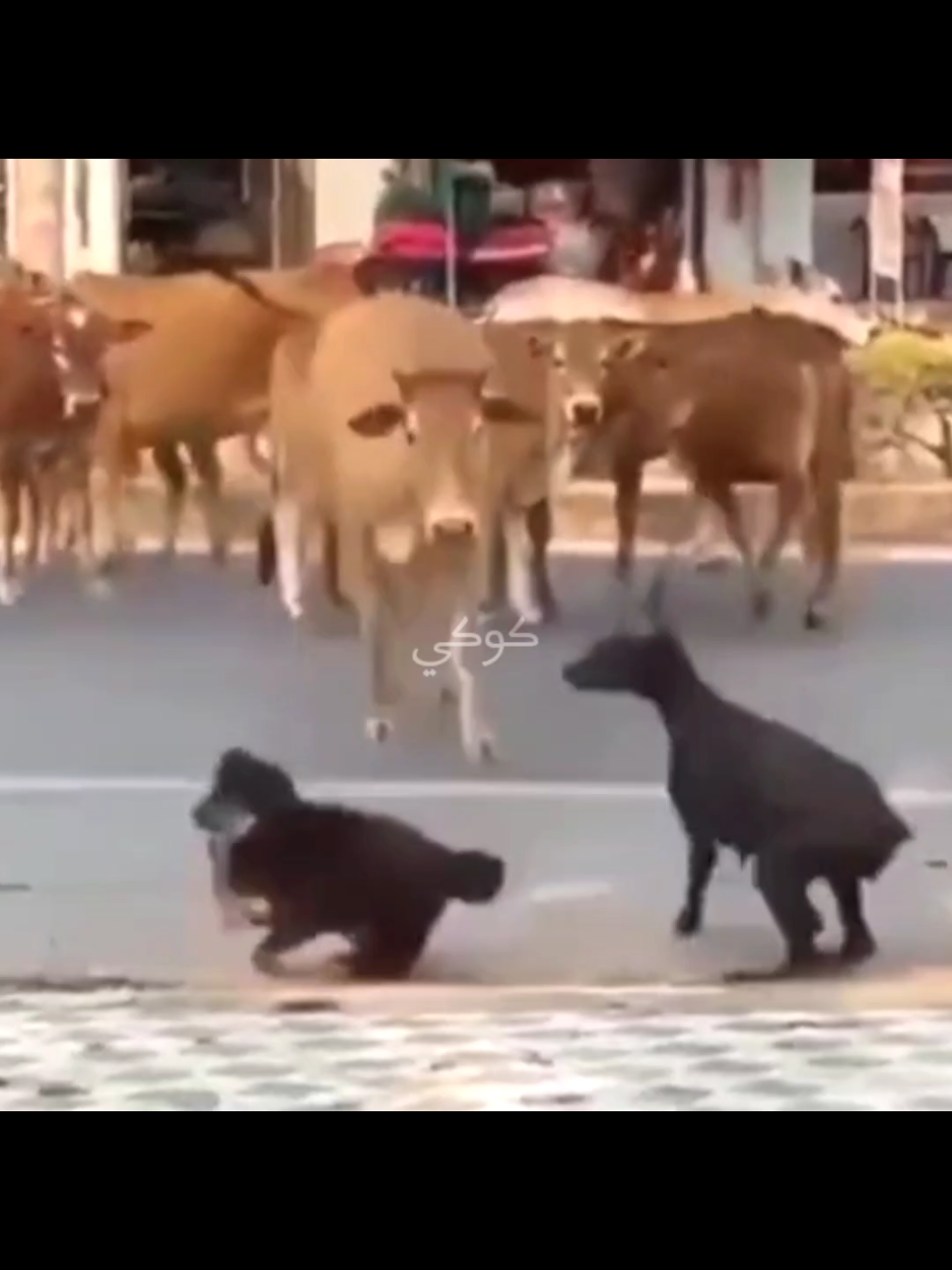 اجته ام الركب #foryoupage #fyp #capcut #dog #cow 