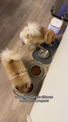 #FoodLover #dogsoftiktok #pomeranian #pregnant #puppylove #pregnancy #dog