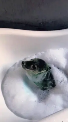 A blue Prawn 🦐 Help us get pups like Prawn through rehab by adopting him today😍 Check out all the different adoption options here: www.sealrescueireland.org/product/adopt-seal/