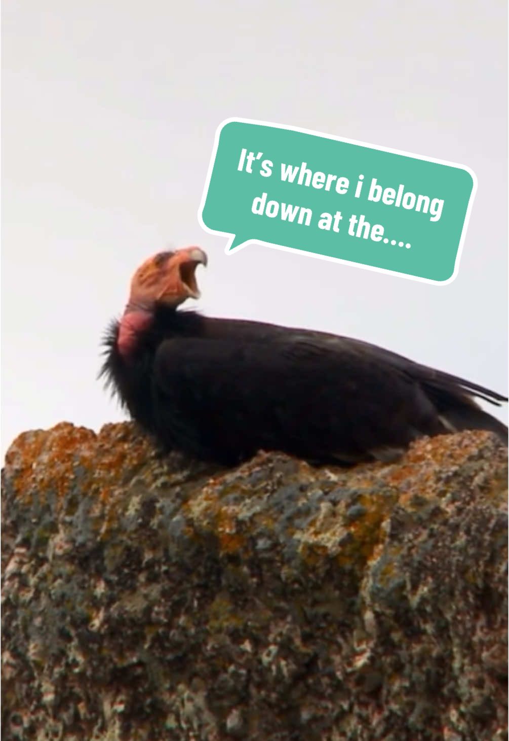 The California Condor is the largest North American land bird. It became extinct in the wild in 1987 when all remaining wild individuals were captured, but has since been reintroduced to the coastal mountains of California, northern Arizona and southern Utah (including the Grand Canyon area and Zion National Park), and northern Baja California in Mexico. The species is listed by the International Union for the Conservation of Nature as Critically Endangered! As of recent data, the California condor population has a total of 561 individuals, with 347 in the wild and 214 in captivity. #california #condor #conservation #nonprofit #nationalpark #genz 