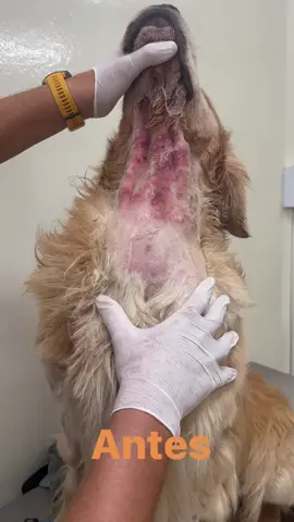 El Golden es una de las razas que más sufre de alergia. El tipo de alergia más común es la Dermatitis Atópica. #dermatologiaveterinariaperu #dermatologiaveterinarialima 