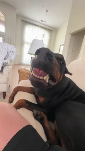 Titan giving his best smiles. He’s my best buddy. 🥹 #dogsoftiktok #doberman #dog #fyp #Love #smile 