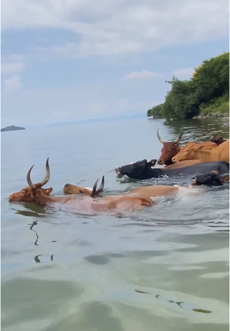 Ever seen 🐄🐄 swim?  In #lakekivu this is not just a sight ,it’s a story.  Watch local herders guide their cows across the water, a centuries-old tradition that will leave you in awe. Join us for this unforgettable experience where culture meets nature in the most unexpected way. Book via the link in bio now and witness the magic of Rwanda! #lakekivu #inkinditours #swimmingcows #rwandaexperience #visitrwanda #travelafrica #ʙᴏᴏᴋɴᴏᴡ #explore #summervibes #traveltok #africantiktok #rwandatiktok🇷🇼 