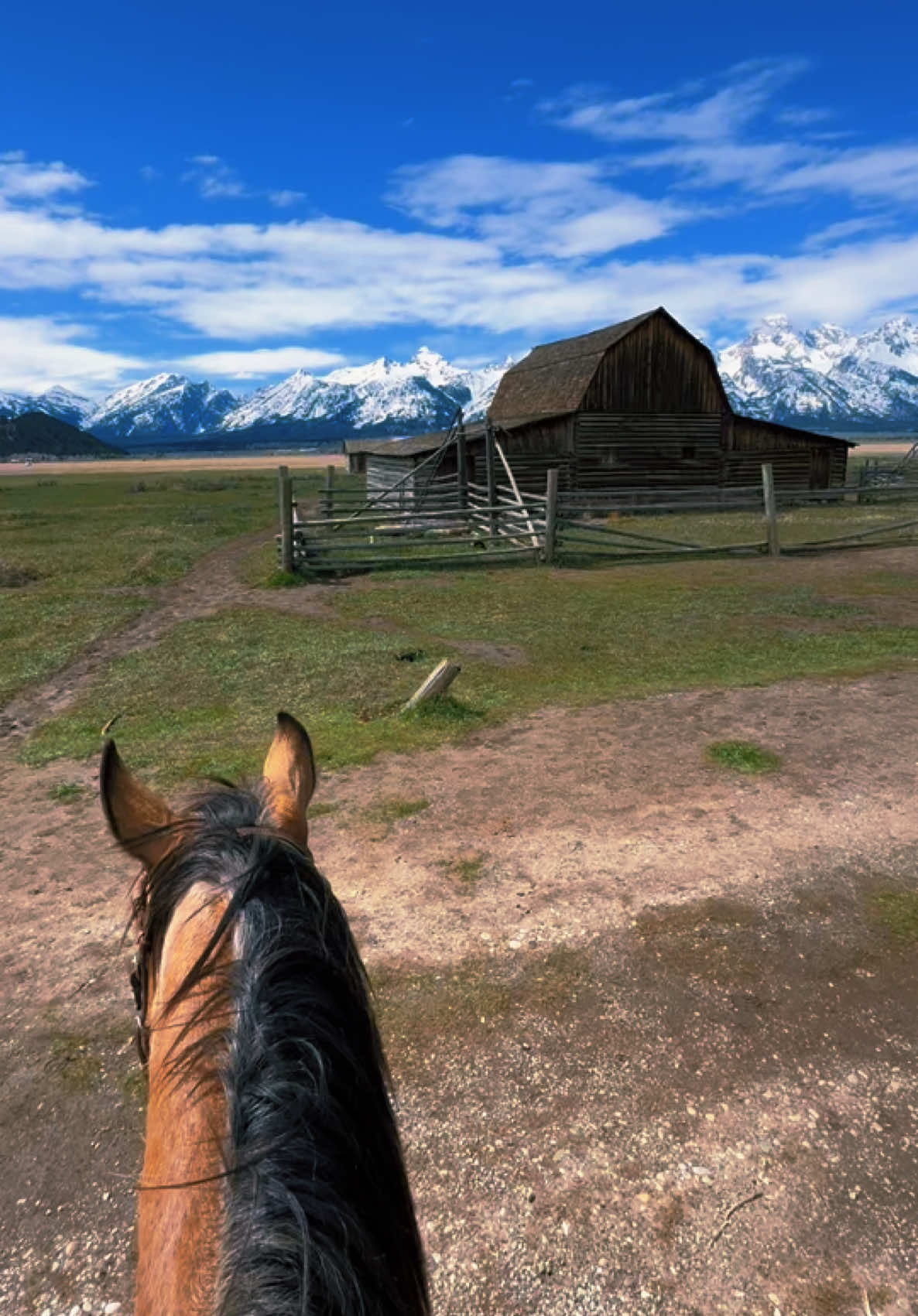 Mormon Row is best seen from the back of a horse 💛 #wyoming #wyo #wyominglife #jacksonhole #jacksonwyoming #grandtetons #tetons #yellowstone #travel #explore #fyp #wrangler 