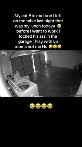 My cat Ate my food I left on the table last night that was my lunch todayy  😭 before I went to work I locked his ass in the garage , Play with yo moma not me Ho 🤣🤣🤣 #catdad 