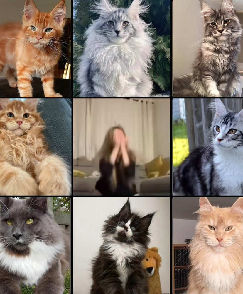 Maine Coon Cat #fypシ #cats #mainecooncat #fellinlove #edit #capcut 