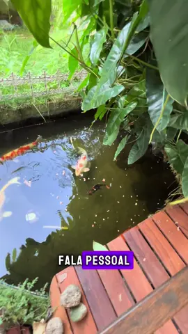 Mundo dos Bichos  Taubaté - SP  Ração para peixes de lago 