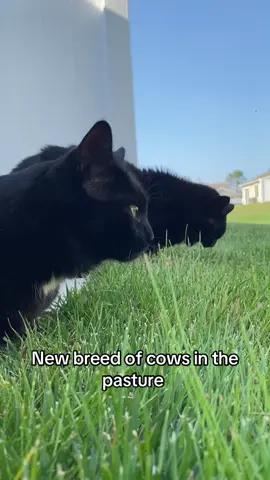 Crunchy 🌿 #cat #blackcats #catsoftiktok #cats 