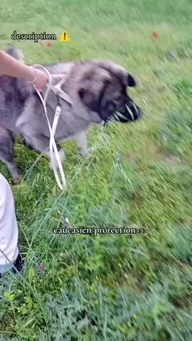 je vous voie venir elle fait toujours sa par frustration Parcque elle peut pas jouer avec les chien #chiensociable #bergerducaucase #protectiondogs 