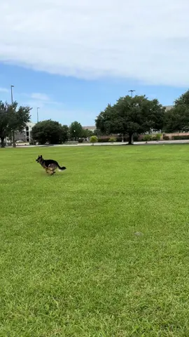 Sunday funday #germanshepherd #Running #shortvideo #dogsoftiktok 