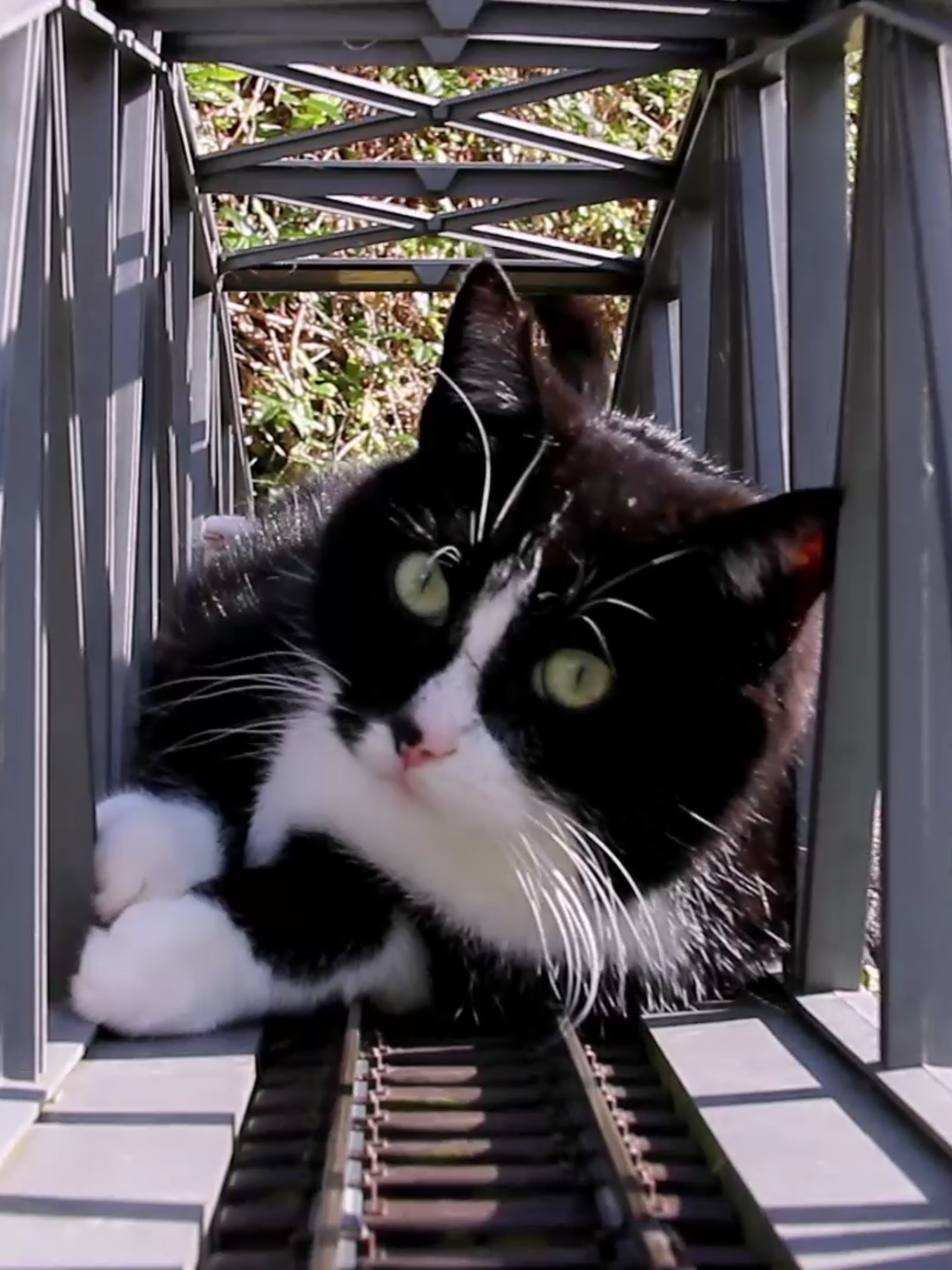 Cat vs. Train on the bridge - Katze vs. Gartenbahn auf der Brücke #gardenrailroad #gartenbahn #gardenrailway  #katze #catsofttiktok #train #catslovers #pets #cutecat#tiktok_collaboration