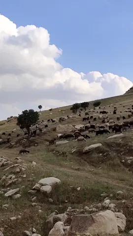 #ڕەسەنایەتی #گۆرانی_کوردی #هونەرمەندان #gorani #گۆرانی #گۆرانی_فارسی #لوڕ #سلێمانی_هەولێر_کەرکوک_دهۆک 