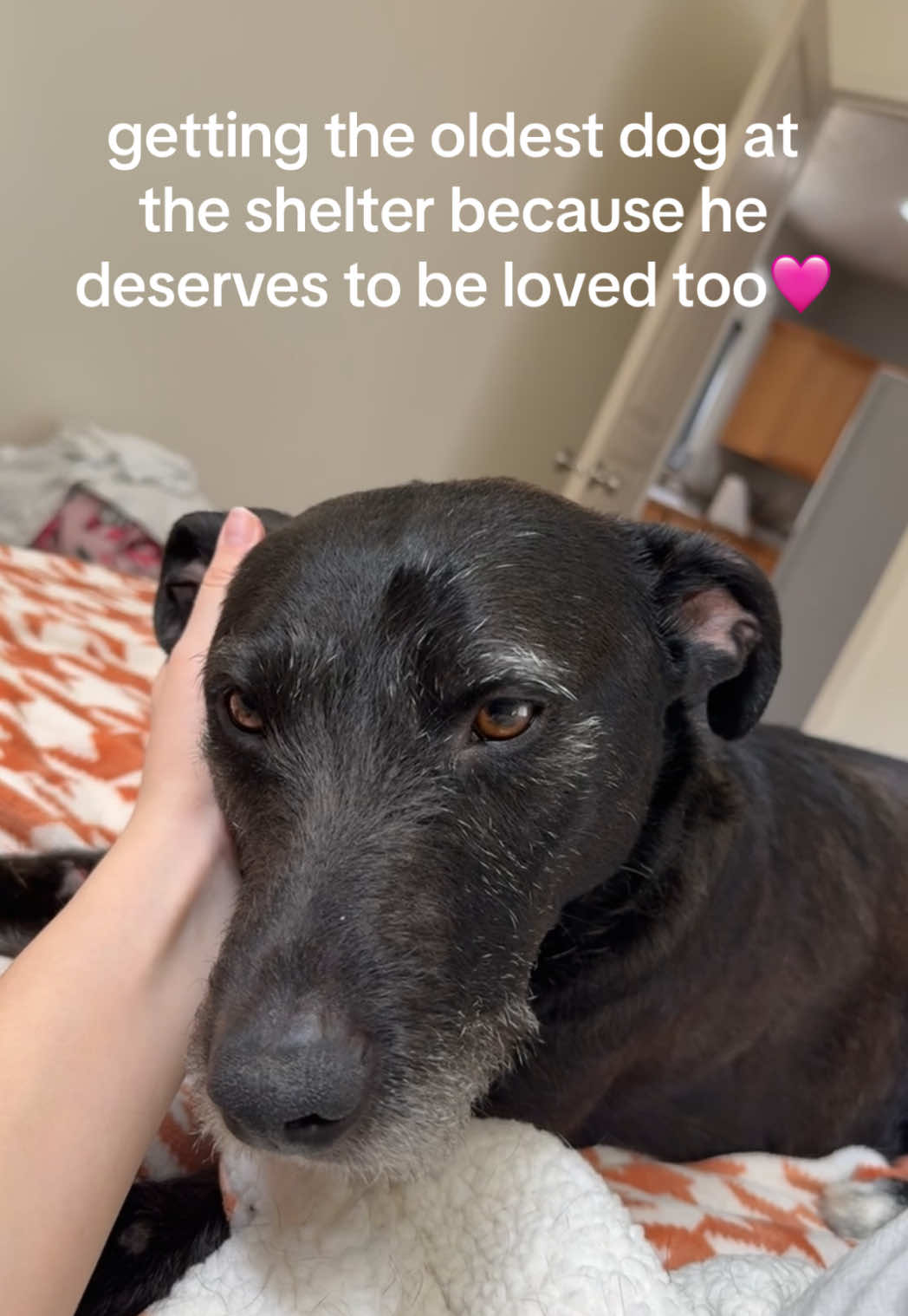 he’s a puppy at heart🩷 #shelterdog #adoptdontshop #seniordog 