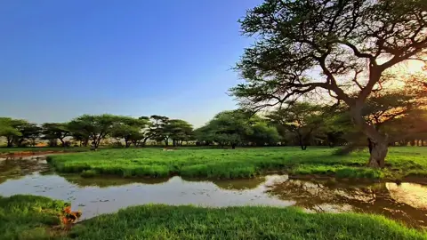 #Dalxiiska #qardho #karkaar #puntland🇸🇱 #somalia🇸🇴 @D H U U B A N E 📸 @Baxnaan Bashiir 