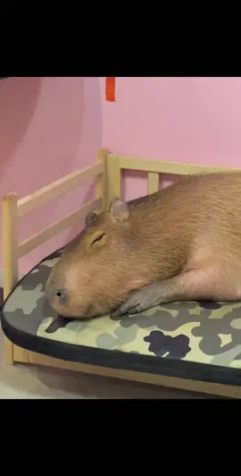 #healingtiktok #funnytiktok #capybara #kidstiktok 
