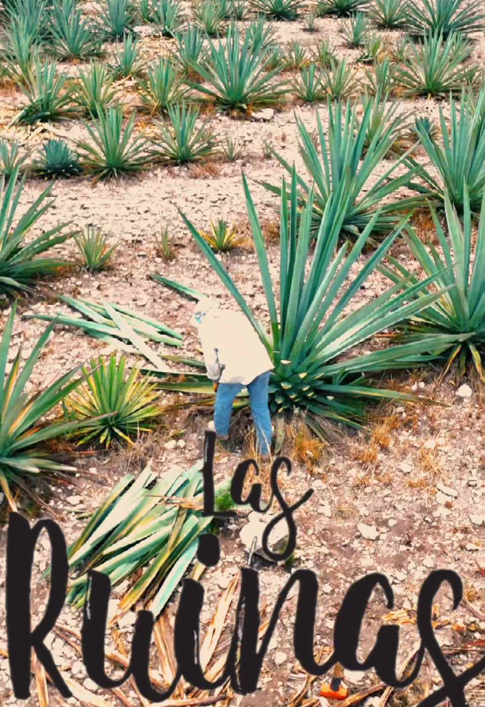 Mezcal 100% echo en Tepeaca #tepeaca #puebla #films #mezcal #mezcallasruinas @Mezcal Las Ruinas 