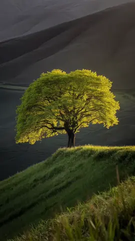 Иногда нужно просто закрыть глаза и сделать очень глубокий вдох #ai #aiart #nature #tree #landscape #природа 