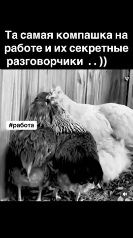#работа#персонал#офис#вахта#подружки#сплетни#рек#врек#курочки#юмор