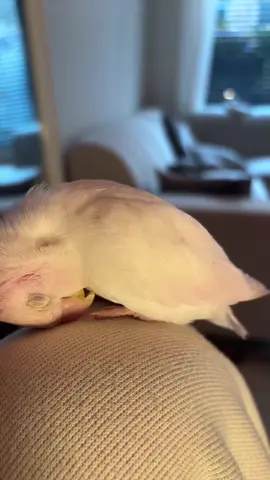 Don’t let my cute face fool you,  I run this house and everyone in it 💅🏼#birdsoftiktok #birdtok🦜 #cuteanimals #fy 