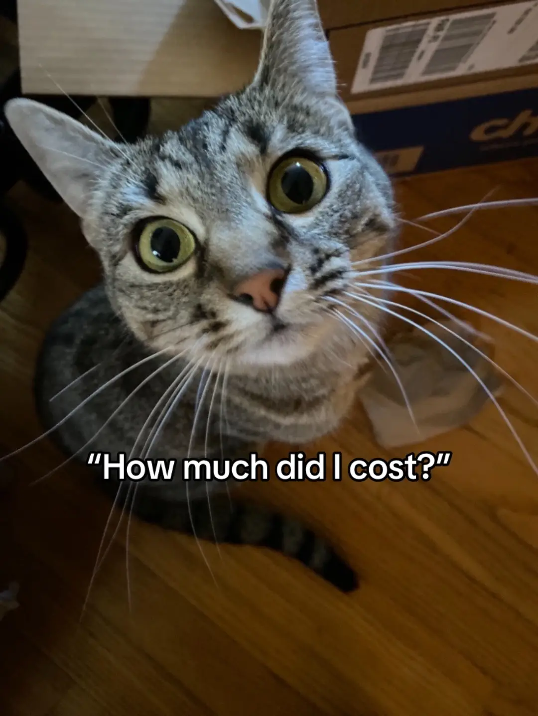 A slightly different take on this trend #catsoftiktok #kittensoftiktok #straycat 
