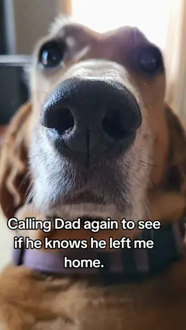 Here we go again. #cellphone #cell #dogsoftiktok #callingdad #dog #fyp #unitedstates #upperleftusa #lol #viral #dogcall #funny #pets #PetsOfTikTok #nose #boop #videocall 
