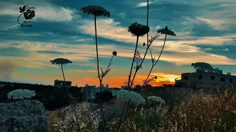 #تصويري📷 #nature #طبيعه_خلابه☘️ #إربد_عروس_الشمال #الأردن🇯🇴 #السعودية🇸🇦 #منظر_طبيعي 