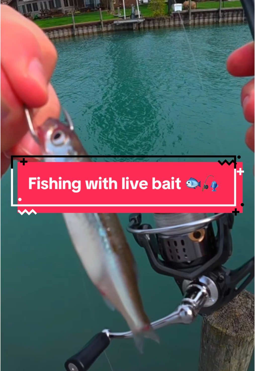 I Fished with LITTLE Live Bait 🐟🎣 #fishing #fishingvideos #capcut 