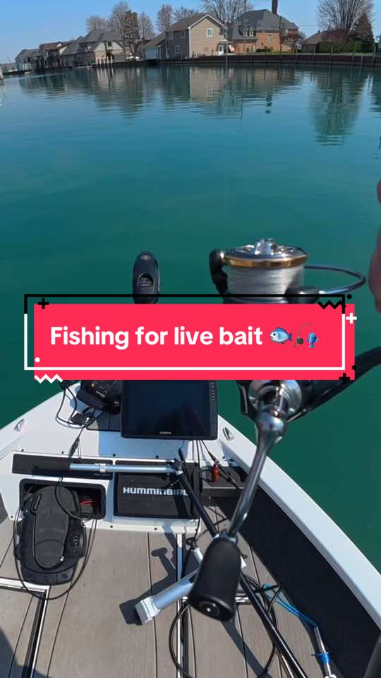 I Fished for LIVE BAIT 🐟🎣 #fishing #fishingvideos #capcut 