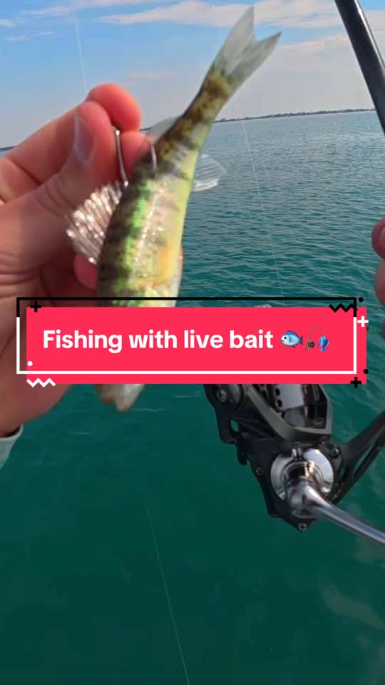 I Fished with LIVE BAIT 🐟🎣 #fishing #fishingvideos #capcut 
