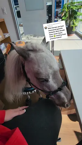 Replying to @emily.murph78 they only have terrible manners if their owners don't train them. I train mine like a 1200 big horse and demand the same respect. Mine have more experience then you could even imagine.  this little perfect specimen of a horse has been on a commercial airplane (4 total) all sorts of businesses, our local children's hospital to bring joy to sick tiny humans, stead in hotels with me, and is EXTRAORDINARY.  Your comment tells me you know nothing as a trainer about minis being therapy and service animals.    A lot of times these comments come from a place of jealousy in the fact I have to knowledge to train these jobs and requirements that you don't have.  A horses ability to learn is dependent on their trainers ability to teach.  If only the equestrian community wasn't so hateful and rude.  #fredfromdrpol #pottytrainedhorses #foryoupage #fyp #drpol #miniservicehorse #horsesoftiktok #househorse 