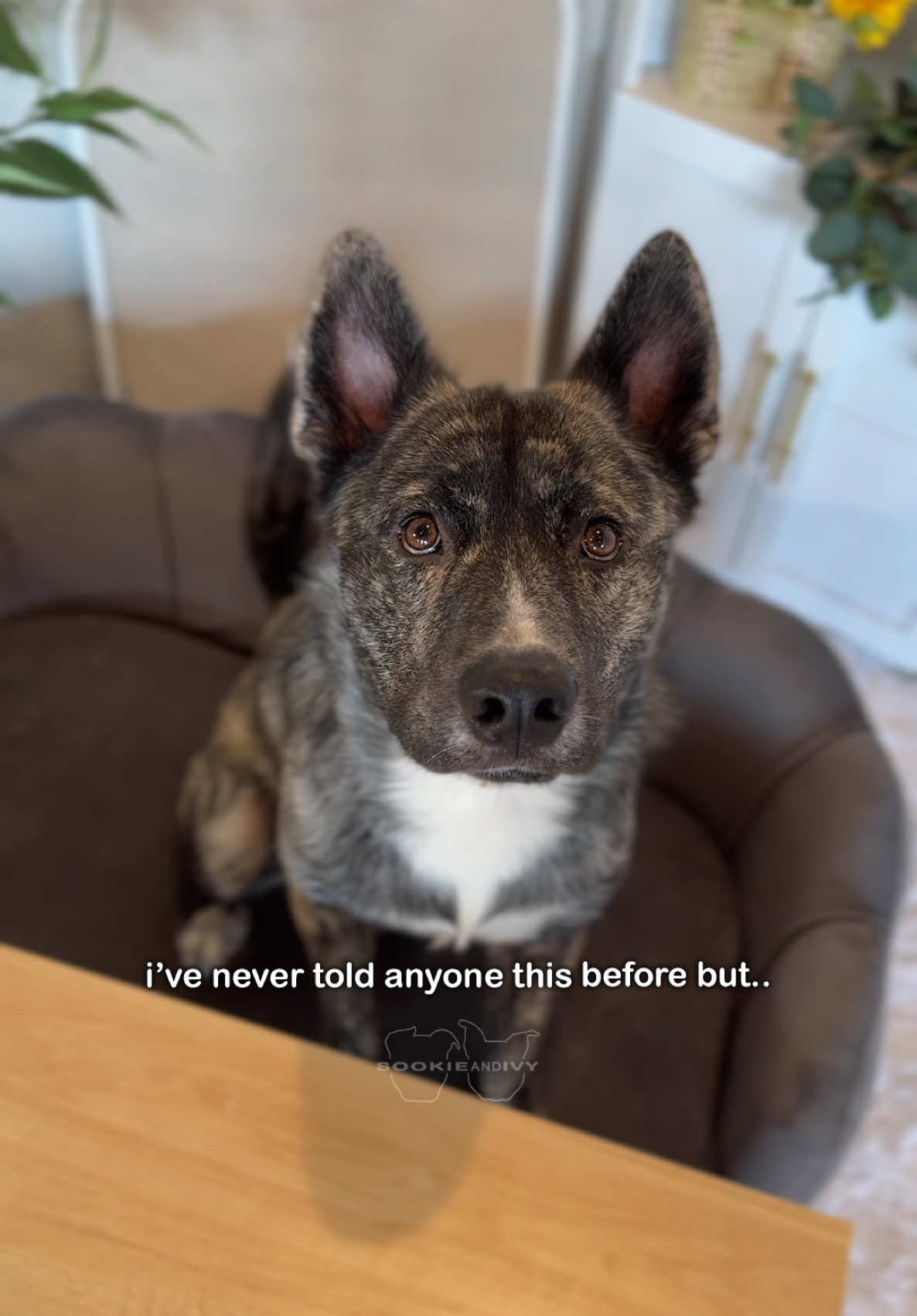 Cue the zoomies 🏎️💨 #dogs #dogsoftiktok #fypシ #husky #gsd #rescuedog #zoomies 