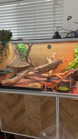 house tour of the new and improved taj mahal 🏠 (always a work in progress but someone’s digging the substrate. literally)  @zenhabitats mushu needs a sponsor jussayin 🙂‍↕️ #beardeddragonsoftiktok #beardeddragon #beardeddragonenclosure 