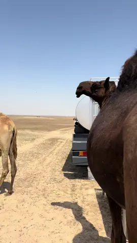 #السعوديه #الرياض #الخبر #الحزام_الذهبي #العين #اكسبلور #ترند #نجران #foryou #الكويت #النعيرية #e #fpryou #explore #السعودية #fyp #CapCut #الشعب_الصيني_ماله_حل😂😂 #مكه #البل #يام #اليامي #الرياض 