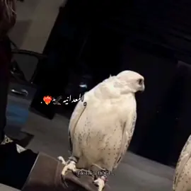 ان شاءلله تكون وصلتله الوهمية😍😂😂😂🔥#تصميم_فيديوهات🎶🎤🎬 #سرتنا_سرت_ليبيا💚🌻 ##tiktoktravel  #LearnOnTikTok  #whertovisit  #sportsontiktok  #BookTok  #GamingOnTikTok  #WhereToEat  #tiktoksion  #whattowatch  #tiktokcookbook  #whattowear   #عائلتي #ليبيا_طرابلس_مصر_تونس_المغرب_الخليج 