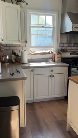 Daryl’s new sunbathing spot in the house 🥰🐱#catsoftiktok #cats #kittens #orangecat #prettylittlebaby 