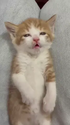حبيبي تعبااان 🥹🥹😊😽 My baby's feeling drained🙂 #fyp #viralvideos #explore #foryoupage❤️❤️ 